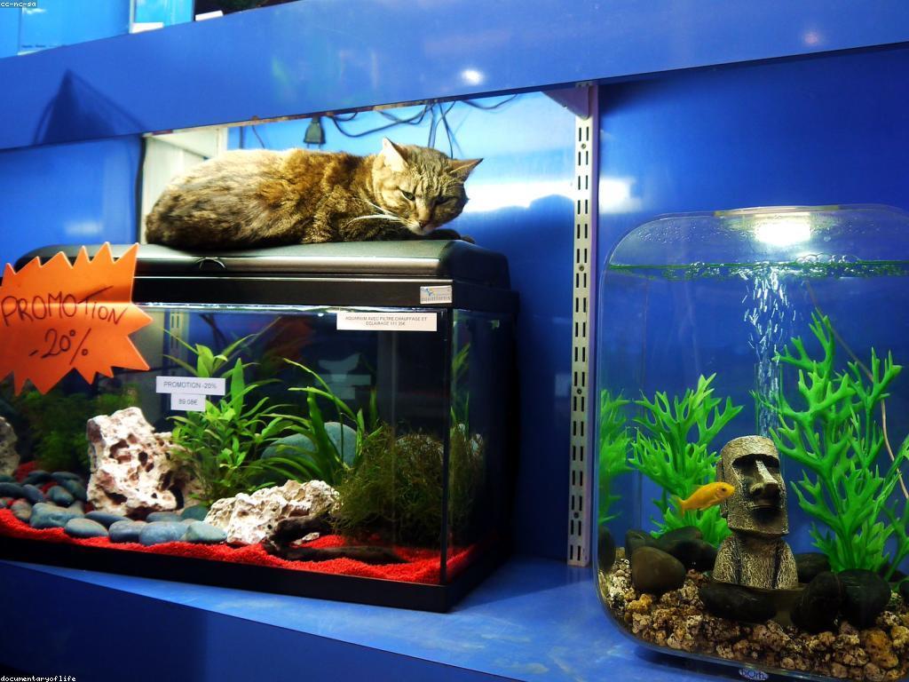 យុទ្ធសាស្ត្របញ្ចុះតម្លៃសម្រាប់អាជីវកម្ម